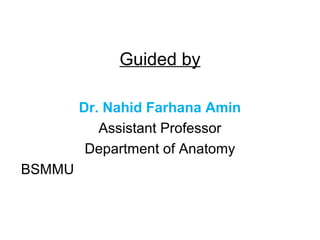 Guided by
Dr. Nahid Farhana Amin
Assistant Professor
Department of Anatomy
BSMMU
 