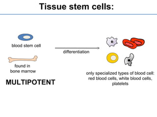 Tissue stem cells:
MULTIPOTENT
blood stem cell
found in
bone marrow
differentiation
only specialized types of blood cell:
red blood cells, white blood cells,
platelets
 