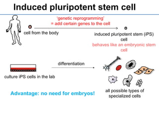 Induced pluripotent stem cell
cell from the body
‘genetic reprogramming’
= add certain genes to the cell
induced pluripotent stem (iPS)
cell
behaves like an embryonic stem
cell
Advantage: no need for embryos!
all possible types of
specialized cells
culture iPS cells in the lab
differentiation
 