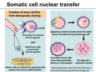 Somatic cell nuclear transfer
 