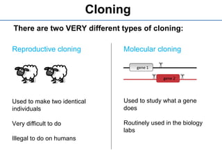 Cloning
There are two VERY different types of cloning:
Reproductive cloning
Used to make two identical
individuals
Very difficult to do
Illegal to do on humans
Molecular cloning
Used to study what a gene
does
Routinely used in the biology
labs
gene 1
gene 2
 