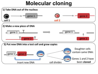 Molecular cloning
gene 1
gene 2
2) Make a new piece of DNA
gene 1
gene 2
1) Take DNA out of the nucleus
cell 1 cell 2
gene 1 gene 2
3) Put new DNA into a test cell and grow copies
gene 1
cell divides
Daughter cells
contain same DNA:
Genes 1 and 2 have
been cloned
gene 2
insert new DNA
 