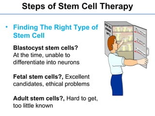 • Finding The Right Type of
Stem Cell
Blastocyst stem cells?
At the time, unable to
differentiate into neurons
Fetal stem cells?, Excellent
candidates, ethical problems
Adult stem cells?, Hard to get,
too little known
Steps of Stem Cell Therapy
 