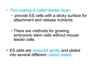 • This coating is called feeder layer:
– provide ES cells with a sticky surface for
attachment and release nutrients
–There are methods for growing
embryonic stem cells without mouse
feeder cells
• ES cells are removed gently and plated
into several different culture plates
 