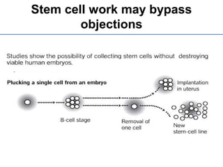 Stem cell work may bypass
objections
 