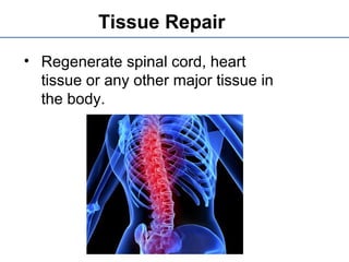 Tissue Repair
• Regenerate spinal cord, heart
tissue or any other major tissue in
the body.
 