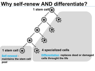 1 stem cell
Self renewal -
maintains the stem cell
pool
4 specialized cells
Differentiation replaces dead or damaged
cells throught the life
Why self-renew AND differentiate?
1 stem cell
 