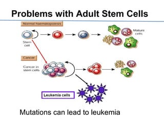 Mutations can lead to leukemia
Problems with Adult Stem Cells
 