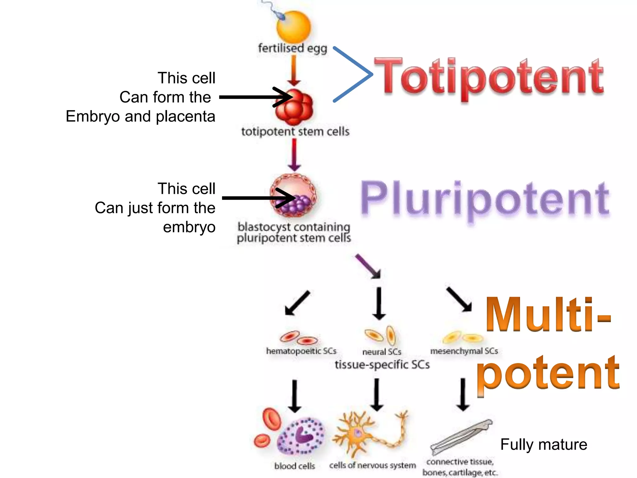 This cell
Can form the
Embryo and placenta
This cell
Can just form the
embryo
Fully mature
 