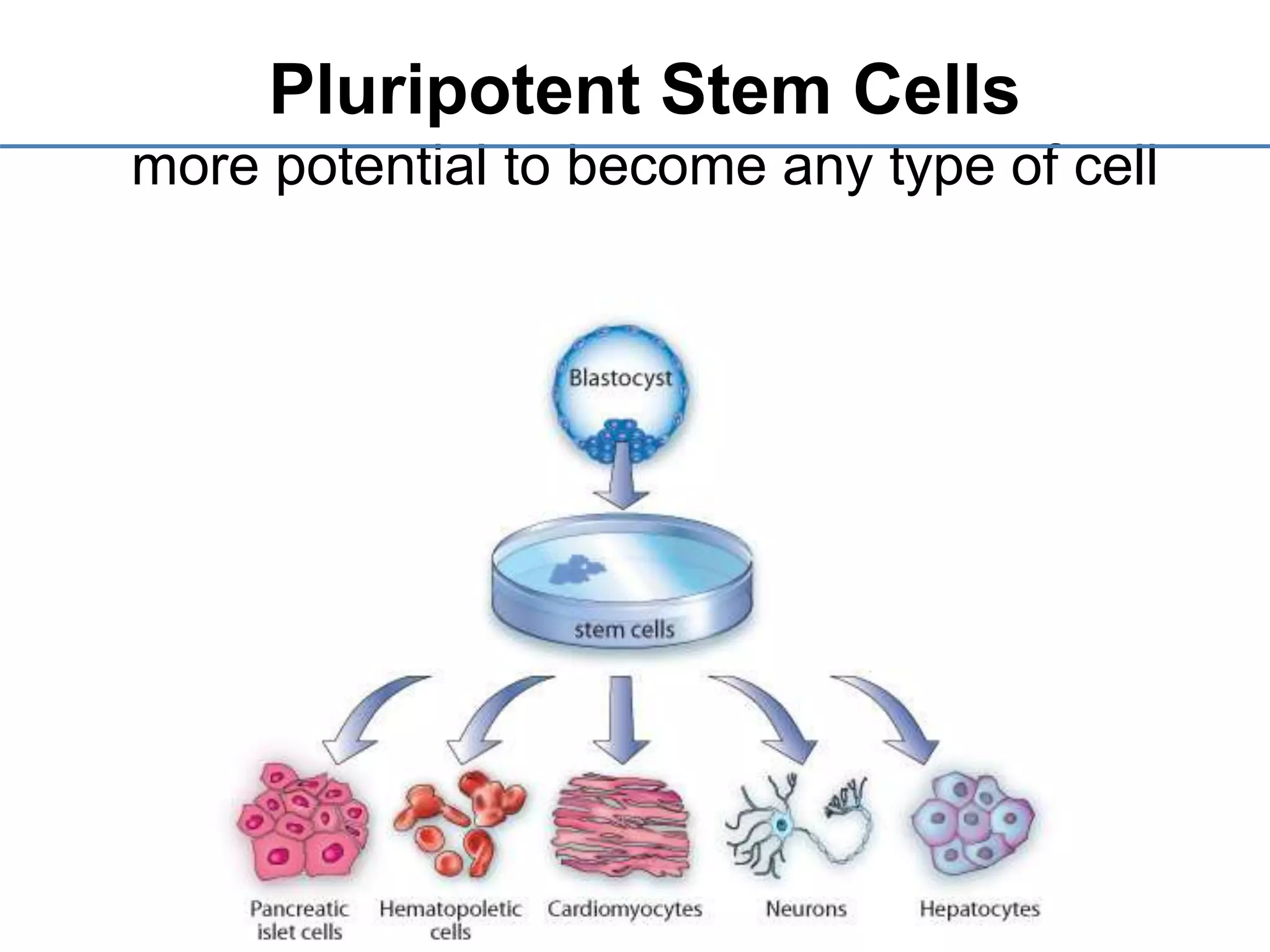 Pluripotent Stem Cells
more potential to become any type of cell
 