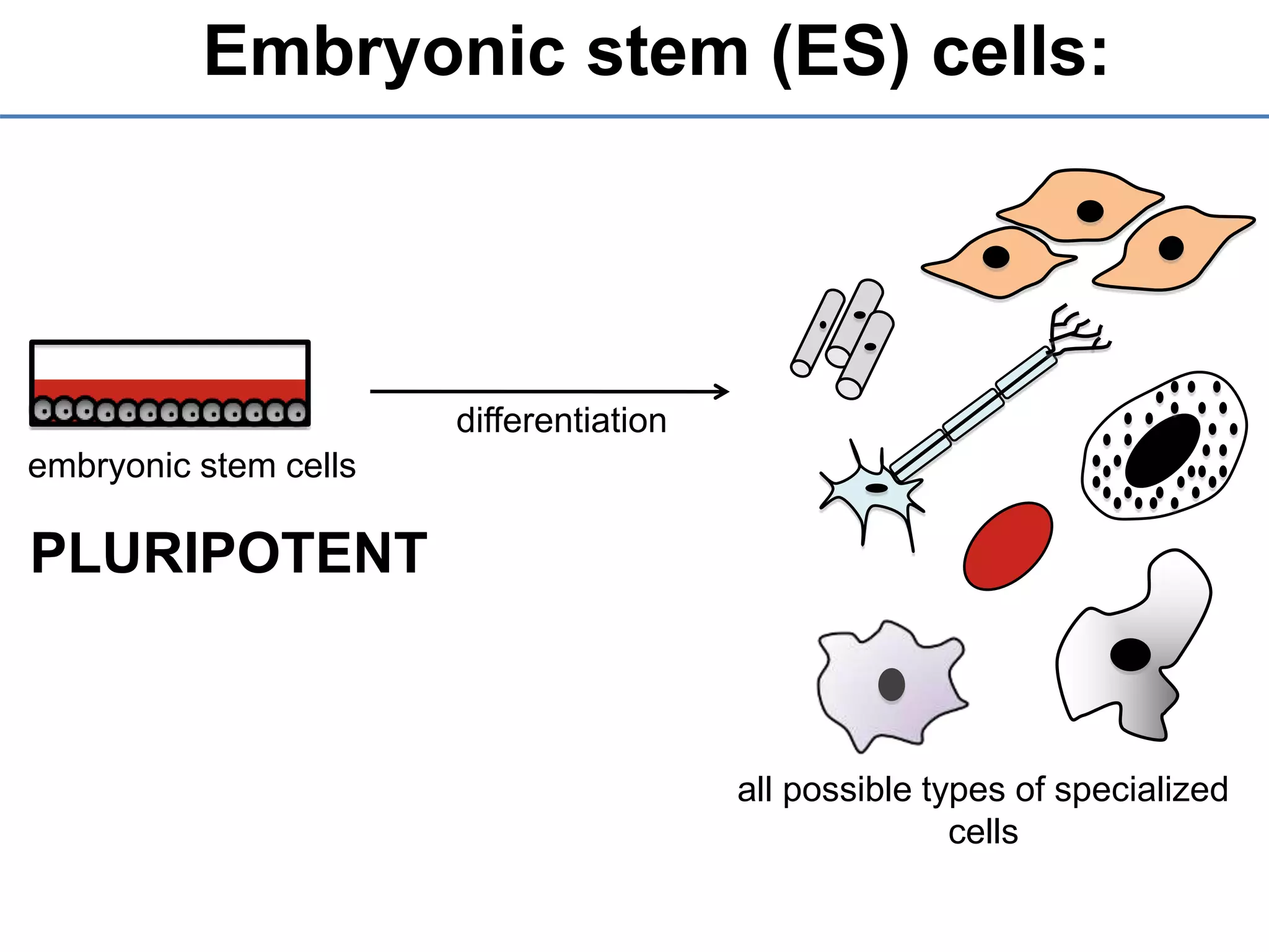 Embryonic stem (ES) cells:
embryonic stem cells
PLURIPOTENT
all possible types of specialized
cells
differentiation
 