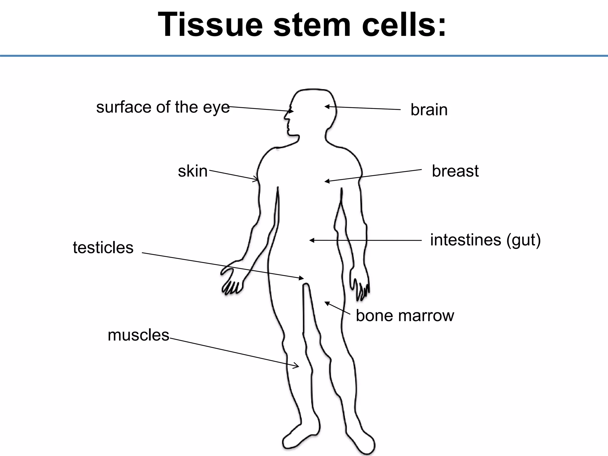 Tissue stem cells:
muscles
skin
surface of the eye brain
breast
intestines (gut)
bone marrow
testicles
 