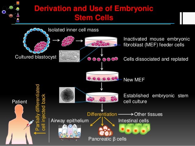 Stem Cell And Regenerative Medicine