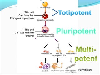 Stem Cells and their Therapeutic applications | PPT