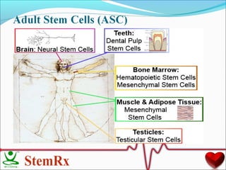 Stem Cells and their Therapeutic applications | PPT