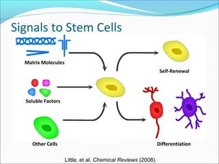 Stem Cells and their Therapeutic applications | PPT