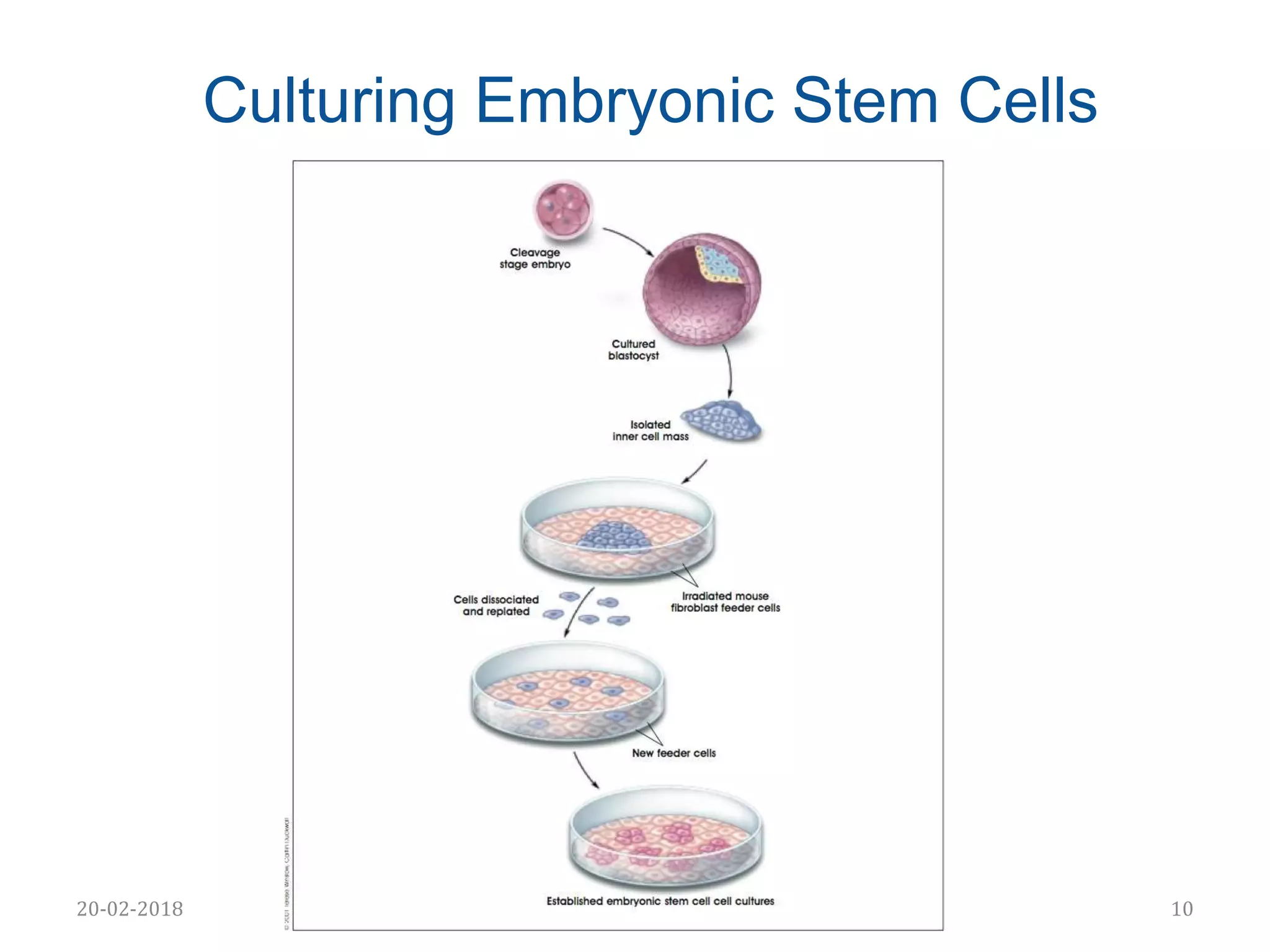 Stem cell biology | PPTX