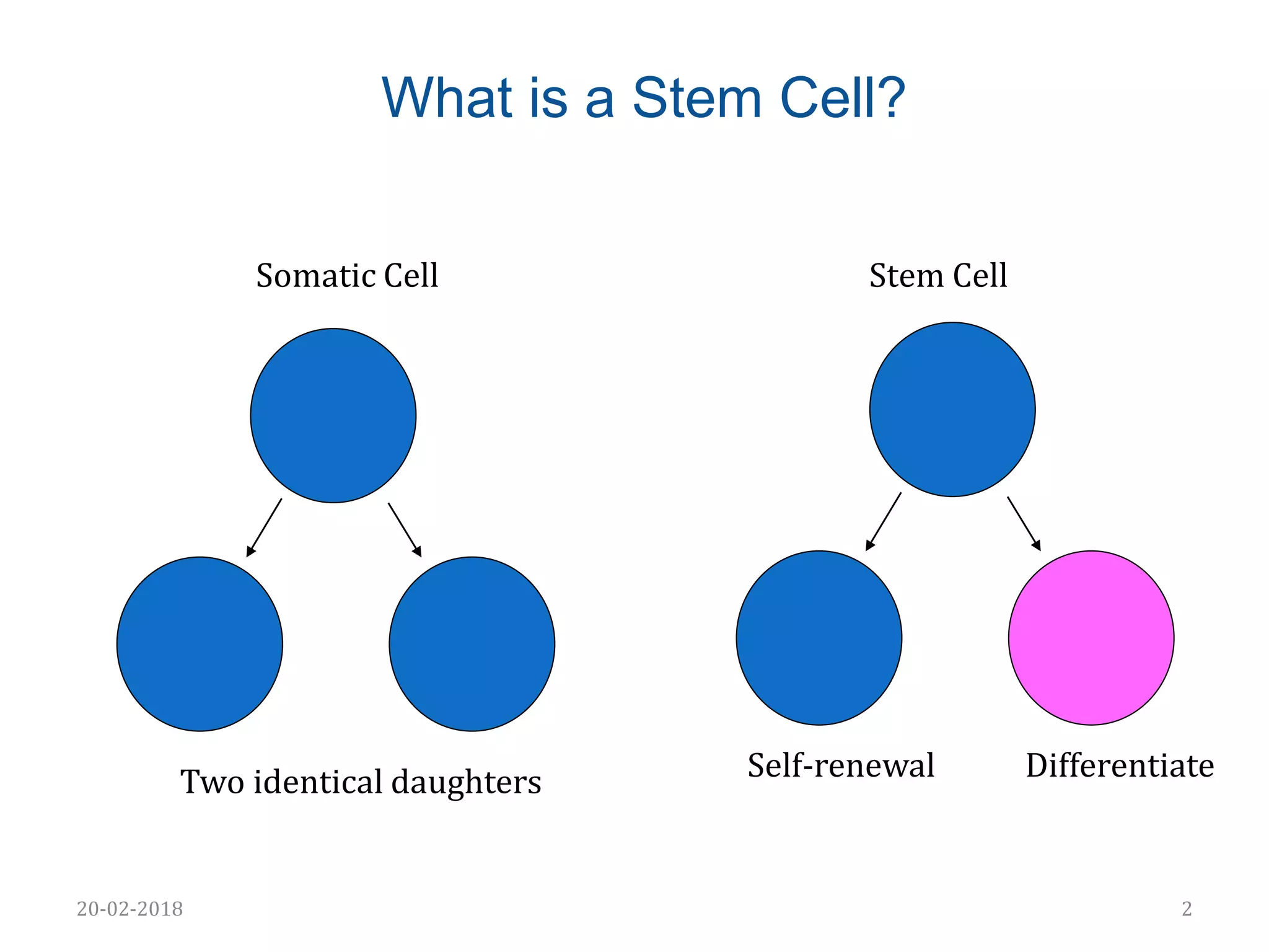 Stem cell biology | PPTX