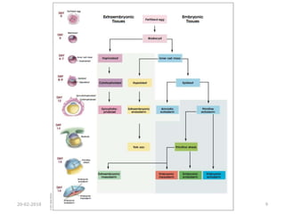 Stem cell biology | PPTX