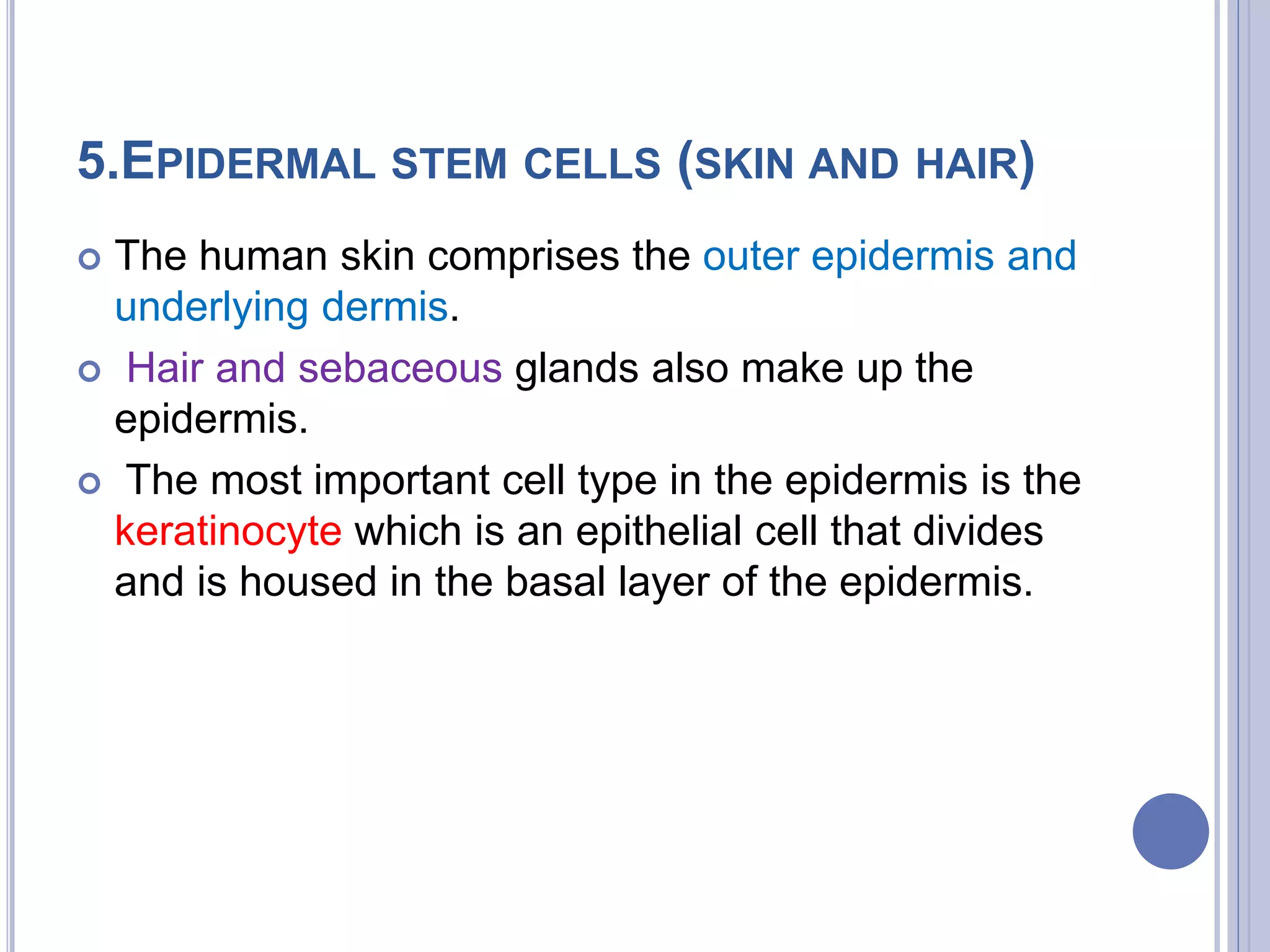 5.EPIDERMAL STEM CELLS (SKIN AND HAIR)
 The human skin comprises the outer epidermis and
underlying dermis.
 Hair and sebaceous glands also make up the
epidermis.
 The most important cell type in the epidermis is the
keratinocyte which is an epithelial cell that divides
and is housed in the basal layer of the epidermis.
 