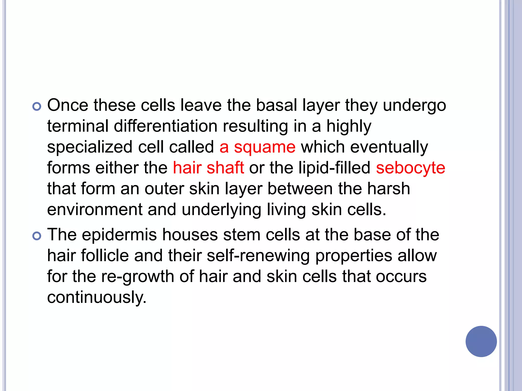  Once these cells leave the basal layer they undergo
terminal differentiation resulting in a highly
specialized cell called a squame which eventually
forms either the hair shaft or the lipid-filled sebocyte
that form an outer skin layer between the harsh
environment and underlying living skin cells.
 The epidermis houses stem cells at the base of the
hair follicle and their self-renewing properties allow
for the re-growth of hair and skin cells that occurs
continuously.
 