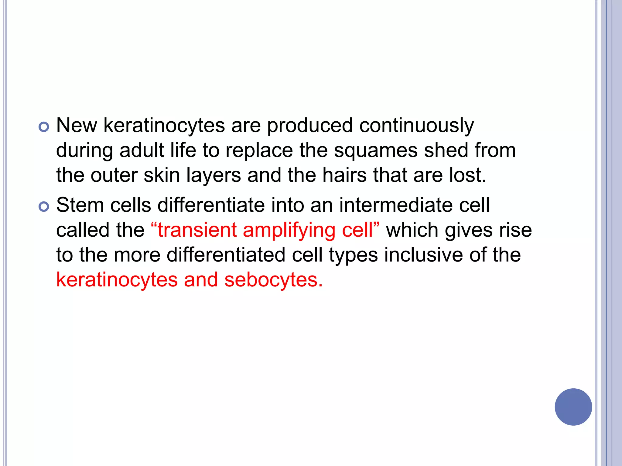  New keratinocytes are produced continuously
during adult life to replace the squames shed from
the outer skin layers and the hairs that are lost.
 Stem cells differentiate into an intermediate cell
called the “transient amplifying cell” which gives rise
to the more differentiated cell types inclusive of the
keratinocytes and sebocytes.
 