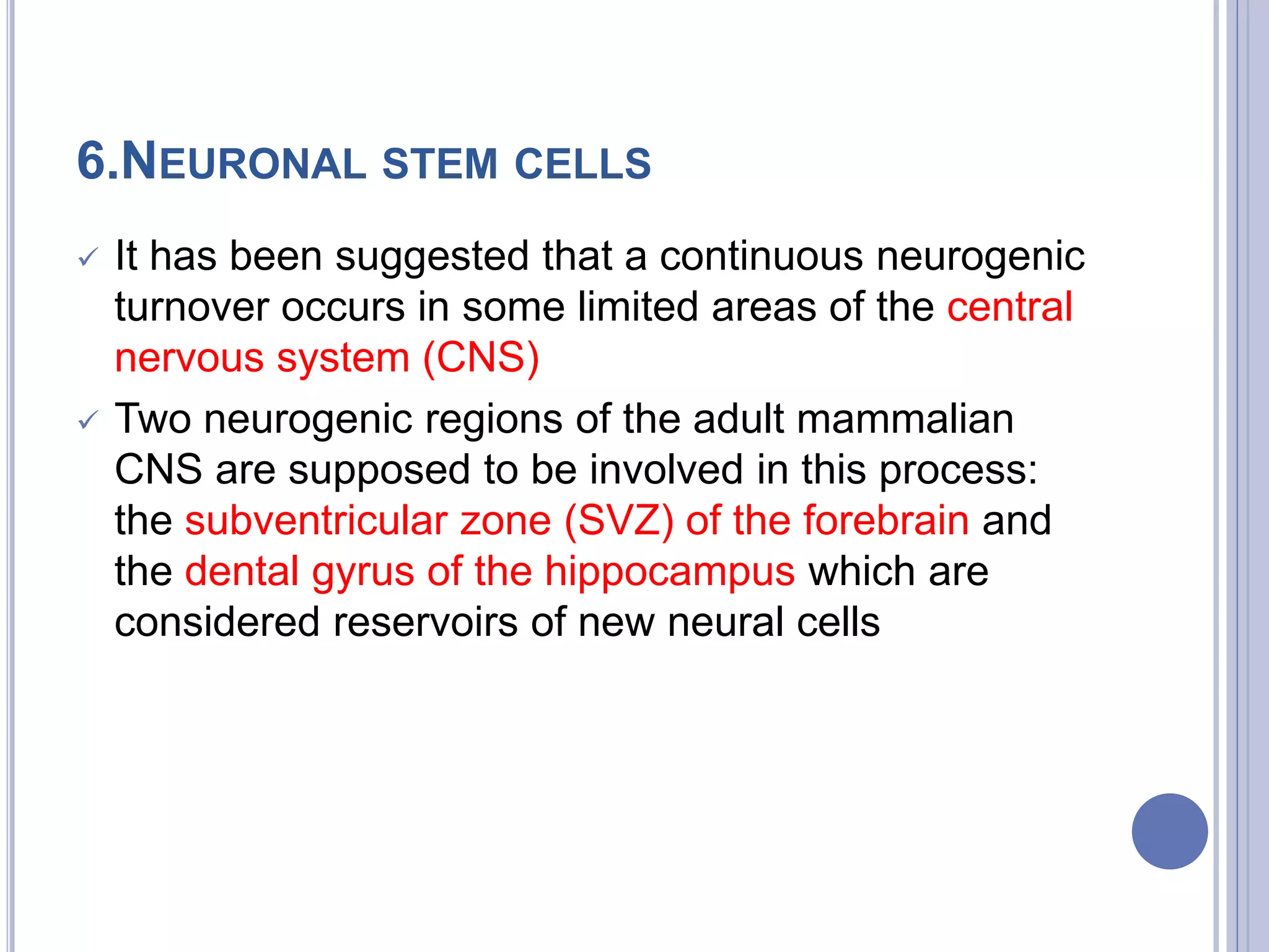 6.NEURONAL STEM CELLS
 It has been suggested that a continuous neurogenic
turnover occurs in some limited areas of the central
nervous system (CNS)
 Two neurogenic regions of the adult mammalian
CNS are supposed to be involved in this process:
the subventricular zone (SVZ) of the forebrain and
the dental gyrus of the hippocampus which are
considered reservoirs of new neural cells
 
