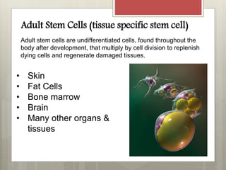 • Skin
• Fat Cells
• Bone marrow
• Brain
• Many other organs &
tissues
Adult Stem Cells (tissue specific stem cell)
Adult stem cells are undifferentiated cells, found throughout the
body after development, that multiply by cell division to replenish
dying cells and regenerate damaged tissues.
 