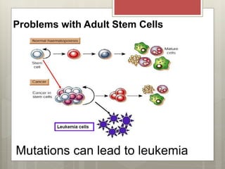 Mutations can lead to leukemia
Problems with Adult Stem Cells
 
