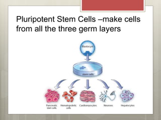 Pluripotent Stem Cells –make cells
from all the three germ layers
 