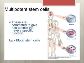 Multipotent stem cells
These are
committed to give
rise to cells that
have a specific
function
Eg - Blood stem cells
 