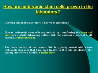 How are embryonic stem cells grown in the
laboratory?
 Growing cells in the laboratory is known as cell culture.
 Human embryonic stem cells are isolated by transferring the inner cell
mass into a plastic laboratory culture dish that contains a nutrient broth
known as culture medium.
 The inner surface of the culture dish is typically coated with mouse
embryonic skin cells that have been treated so they will not divide. This
coating layer of cells is called a feeder layer.
 