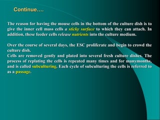 Continue….
The reason for having the mouse cells in the bottom of the culture dish is to
give the inner cell mass cells a sticky surface to which they can attach. In
addition, these feeder cells release nutrients into the culture medium.
Over the course of several days, the ESC proliferate and begin to crowd the
culture dish.
Cells are removed gently and plated into several fresh culture dishes. The
process of replating the cells is repeated many times and for manymonths,
and is called subculturing. Each cycle of subculturing the cells is referred to
as a passage.
 