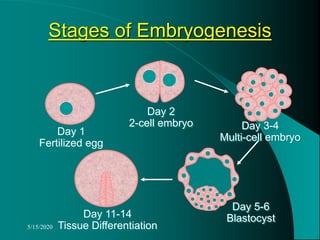 5/15/2020
Stages of Embryogenesis
Day 1
Fertilized egg
Day 2
2-cell embryo Day 3-4
Multi-cell embryo
Day 5-6
BlastocystDay 11-14
Tissue Differentiation
 