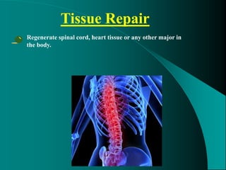 Tissue Repair
• Regenerate spinal cord, heart tissue or any other major in
the body.
 