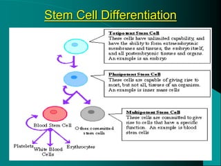 5/15/2020 Dr. Hariom Yadav
Stem Cell Differentiation
 