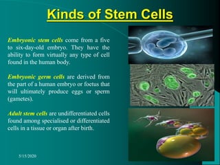 5/15/2020
Kinds of Stem Cells
Embryonic stem cells come from a five
to six-day-old embryo. They have the
ability to form virtually any type of cell
found in the human body.
Embryonic germ cells are derived from
the part of a human embryo or foetus that
will ultimately produce eggs or sperm
(gametes).
Adult stem cells are undifferentiated cells
found among specialised or differentiated
cells in a tissue or organ after birth.
 