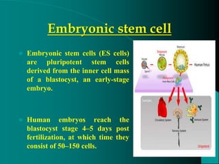 Embryonic stem cell
 Embryonic stem cells (ES cells)
are pluripotent stem cells
derived from the inner cell mass
of a blastocyst, an early-stage
embryo.
 Human embryos reach the
blastocyst stage 4–5 days post
fertilization, at which time they
consist of 50–150 cells.
 