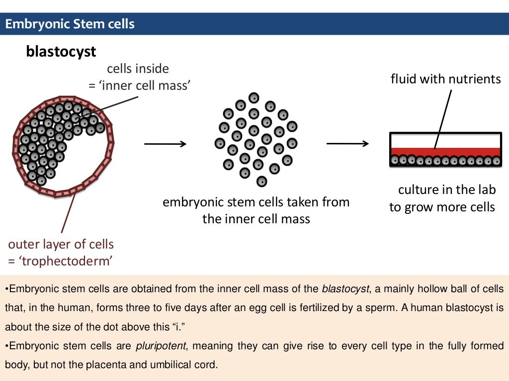 13.Stem cell culture