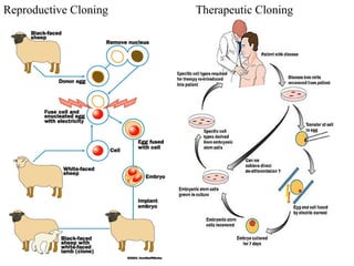 Reproductive Cloning Therapeutic Cloning
 