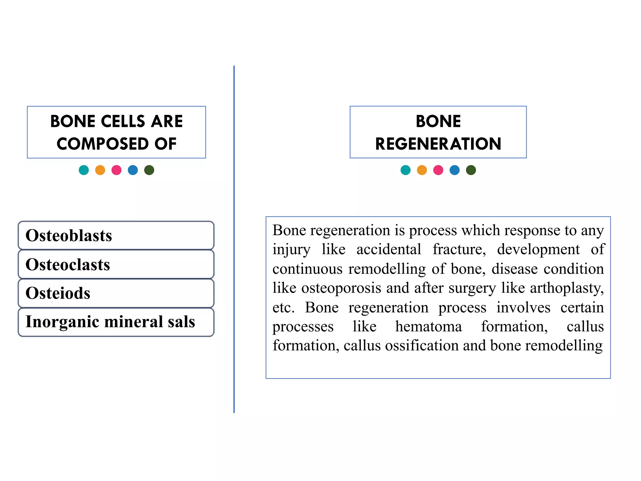 BONE CELLS ARE
COMPOSED OF
Osteoblasts
Osteoclasts
Osteiods
Inorganic mineral sals
BONE
REGENERATION
Bone regeneration is process which response to any
injury like accidental fracture, development of
continuous remodelling of bone, disease condition
like osteoporosis and after surgery like arthoplasty,
etc. Bone regeneration process involves certain
processes like hematoma formation, callus
formation, callus ossification and bone remodelling
 