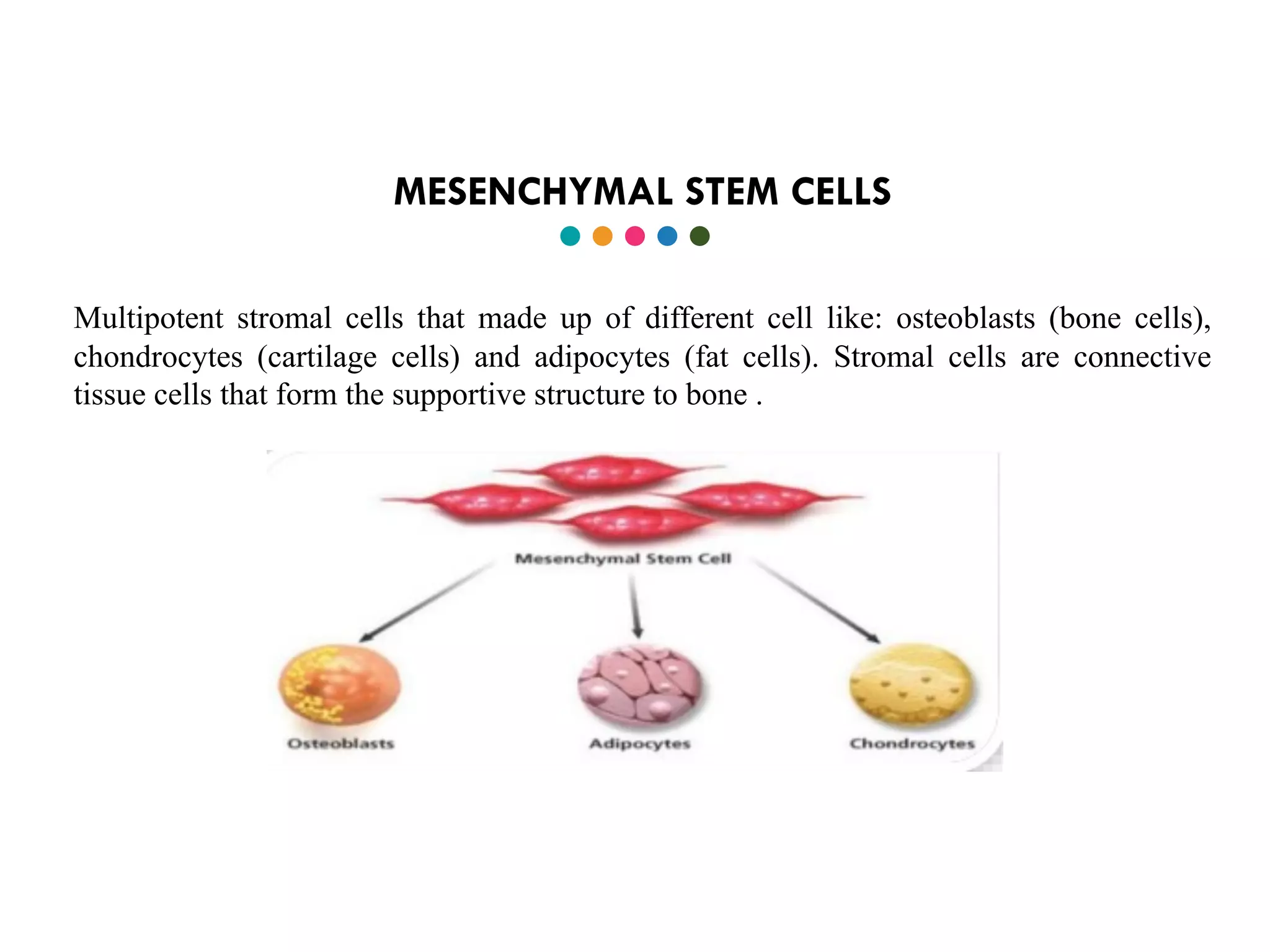 MESENCHYMAL STEM CELLS
Multipotent stromal cells that made up of different cell like: osteoblasts (bone cells),
chondrocytes (cartilage cells) and adipocytes (fat cells). Stromal cells are connective
tissue cells that form the supportive structure to bone .
 