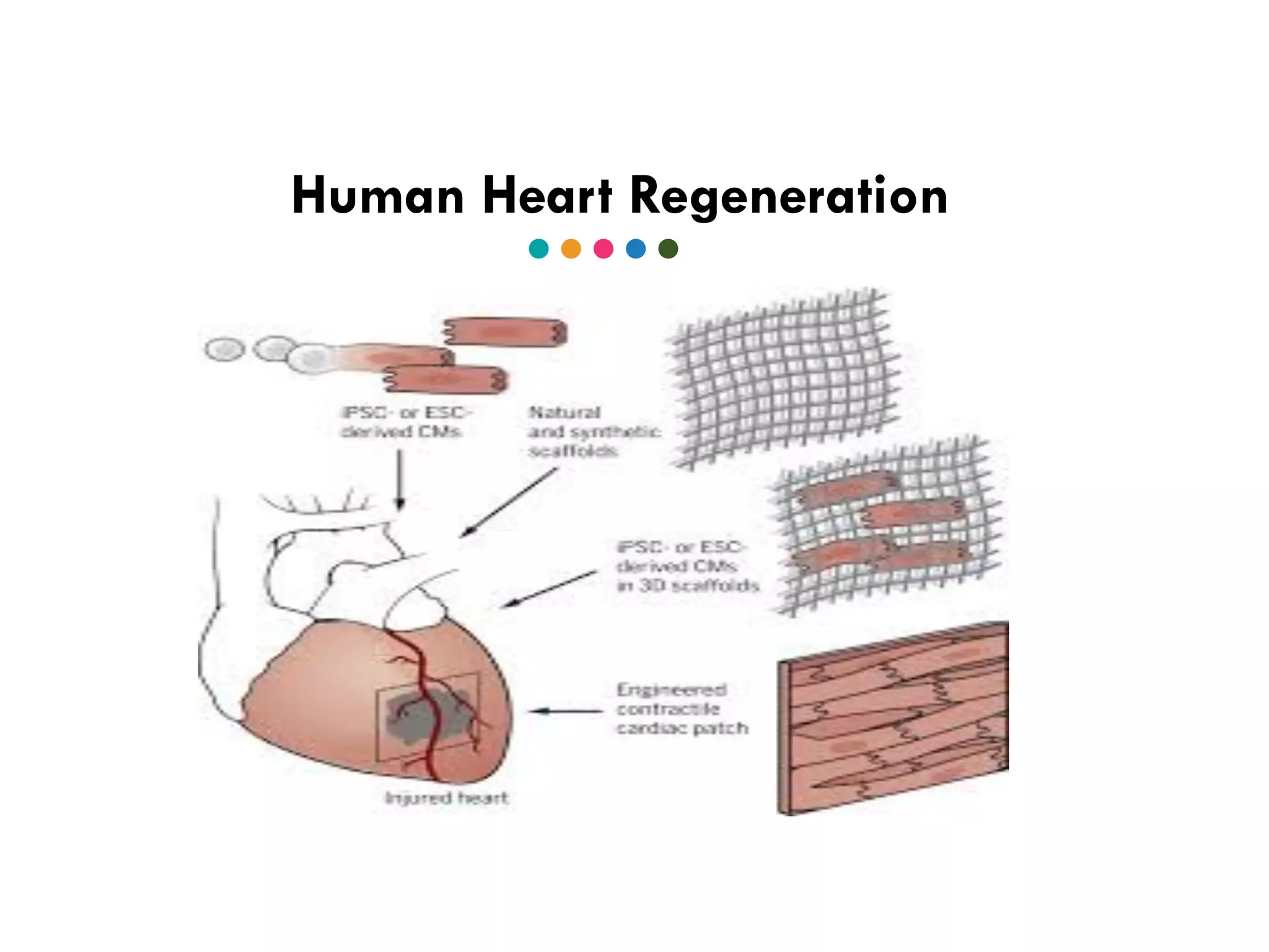 Human Heart Regeneration
 