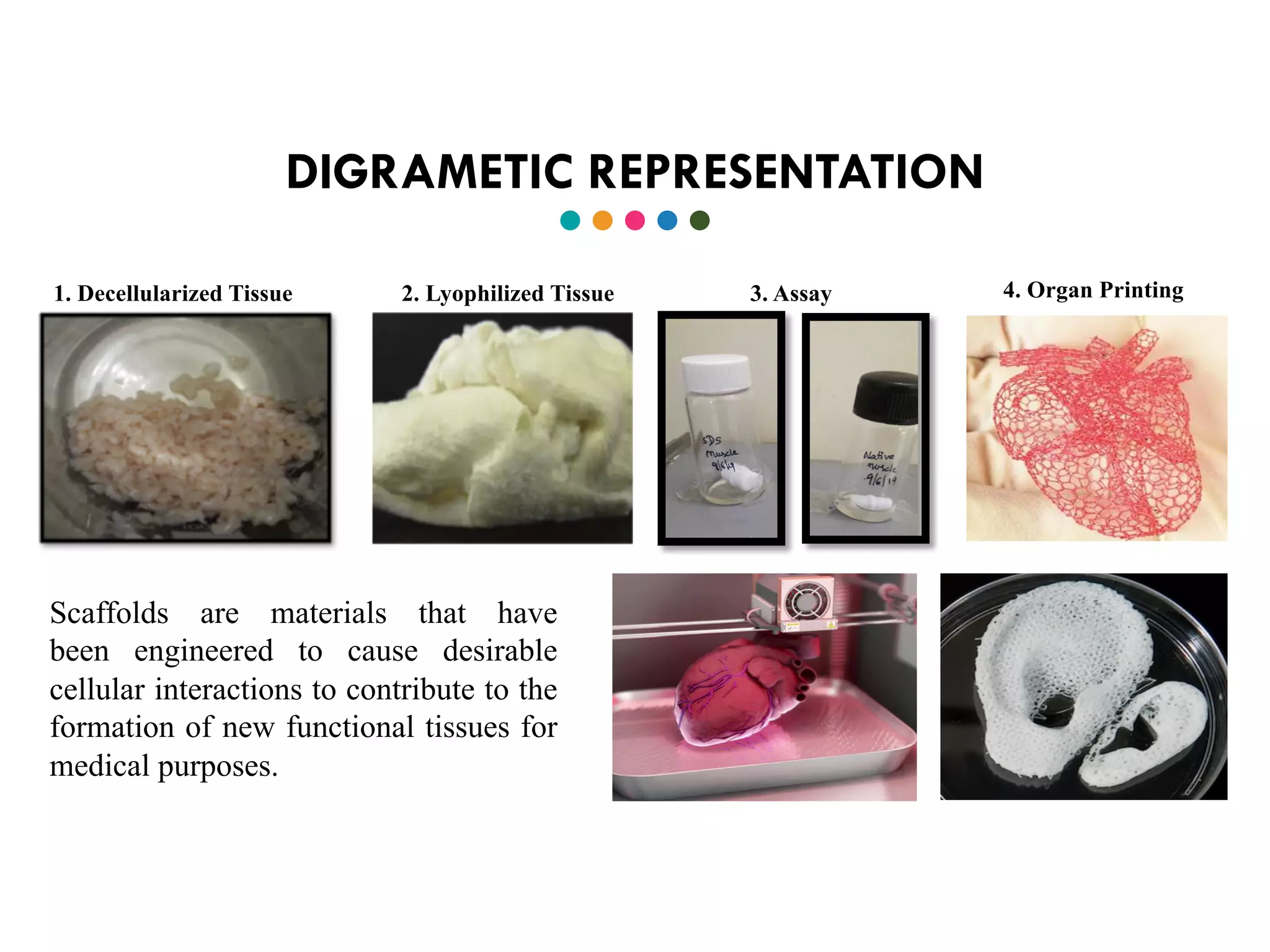DIGRAMETIC REPRESENTATION
Scaffolds are materials that have
been engineered to cause desirable
cellular interactions to contribute to the
formation of new functional tissues for
medical purposes.
1. Decellularized Tissue 2. Lyophilized Tissue 3. Assay 4. Organ Printing
 