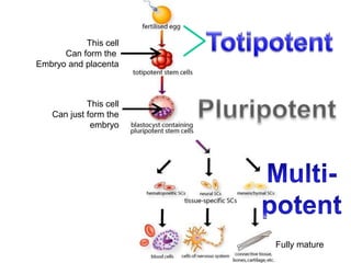 This cell
Can form the
Embryo and placenta
This cell
Can just form the
embryo
Fully mature
 