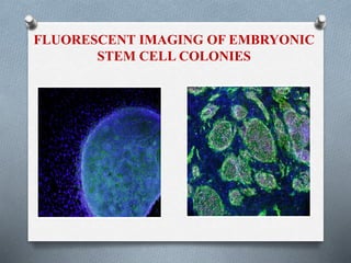FLUORESCENT IMAGING OF EMBRYONIC
STEM CELL COLONIES
 