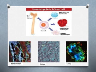 Bone marrow Kidney Lung
 