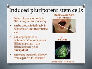 Induced pluripotent stem cells
• derived from adult cells in
2007 - very recent discovery!
• can be grown indefinitely in
culture in an undifferentiated
state
• similar properties to
embryonic stem cells as can
differentiate into many
different tissue types –
pluripotent
• can create stem cells directly
from a patient for research
Starting cells from
donor tissue
iPS Cells
pluripotent stem cells
 