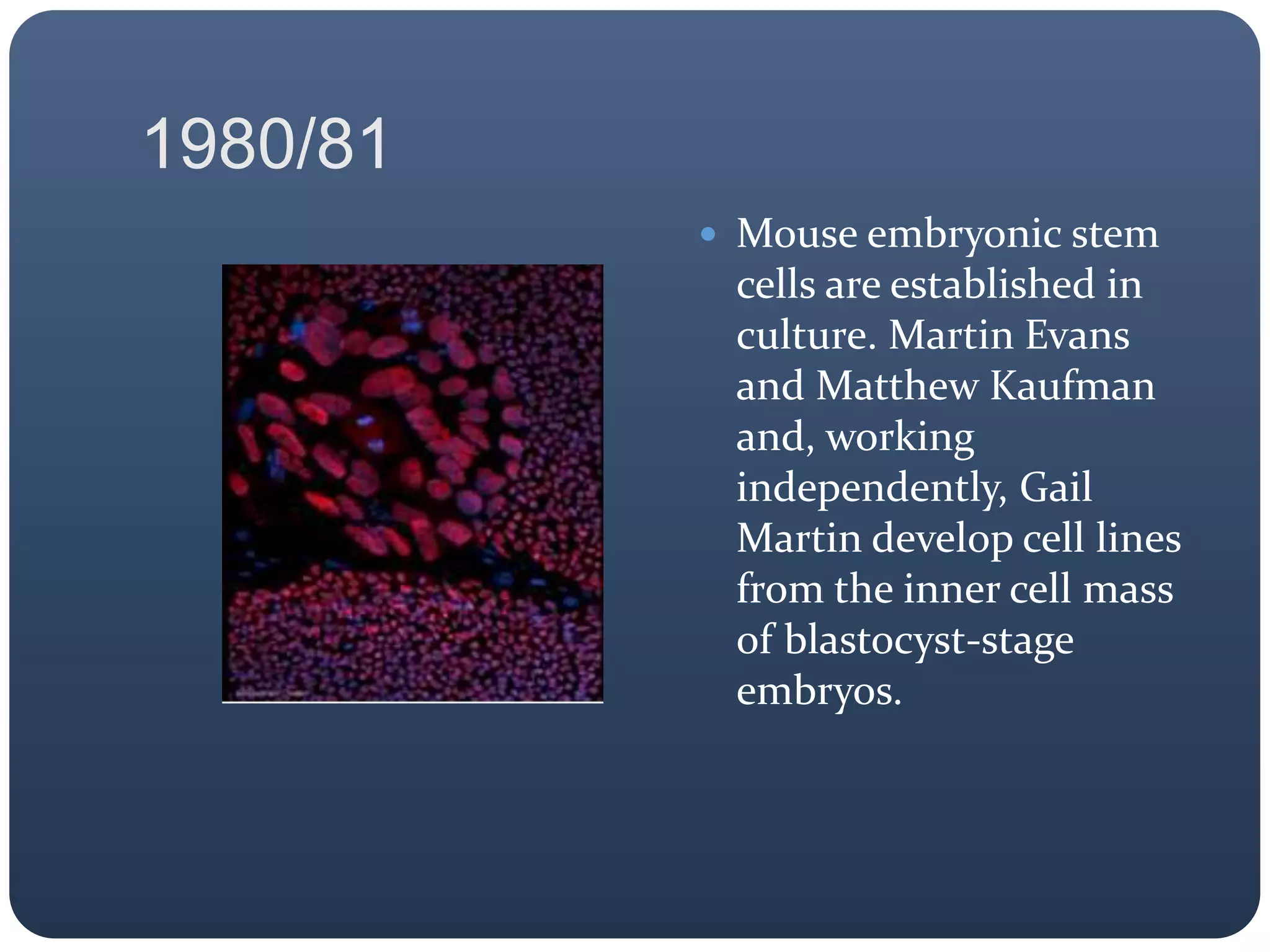 1980/81
 Mouse embryonic stem
cells are established in
culture. Martin Evans
and Matthew Kaufman
and, working
independently, Gail
Martin develop cell lines
from the inner cell mass
of blastocyst-stage
embryos.
 