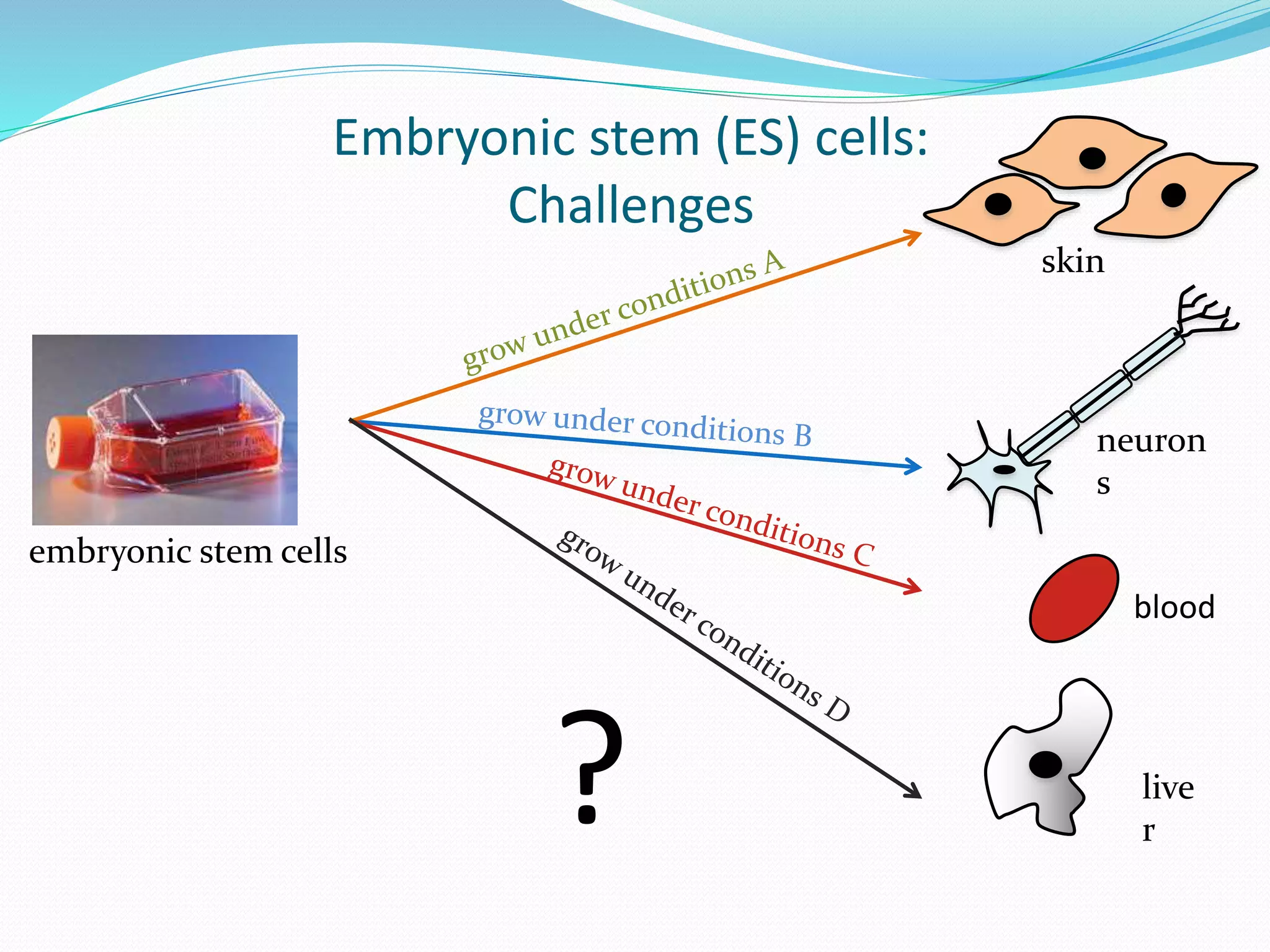 neuron
s
Embryonic stem (ES) cells:
Challenges
embryonic stem cells
skin
blood
live
r?
 